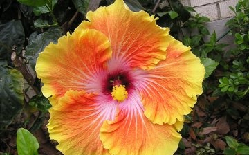 home care for hibiscus