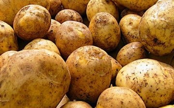 produktivní odrůdy brambor