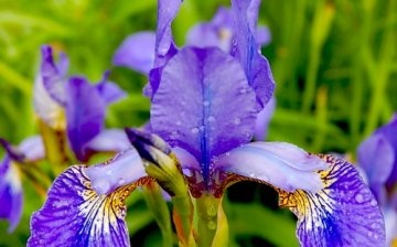 floare de iris