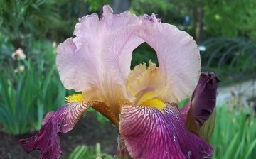 iris květina