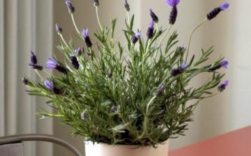 growing lavender from seeds