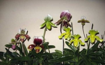 orchidej papiopedilum