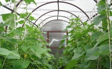 skleník na okurky