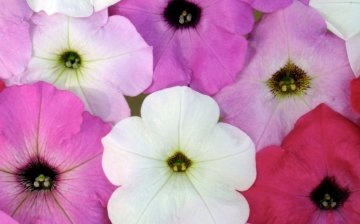 petunia cultivation and care