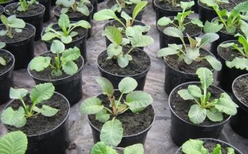 pěstování prvosenky ze semen