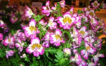 schizanthus in the photo