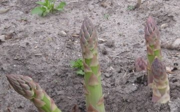 crescând sparanghel din semințe