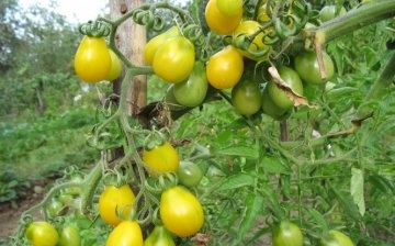 rajčica trešnja žuta
