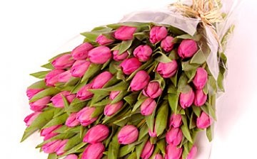 pink tulips pictured