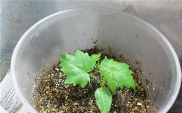 cum se cultivă struguri din semințe
