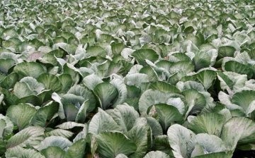 When to sow cabbage for seedlings