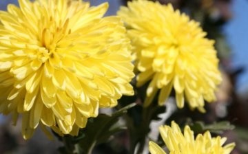 How to grow a chrysanthemum from a bouquet