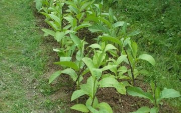 growing tobacco
