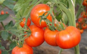 أصناف مبكرة من الطماطم