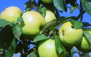 odrůdy jablek