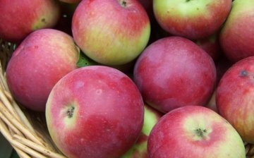 Apple harvest Orlik