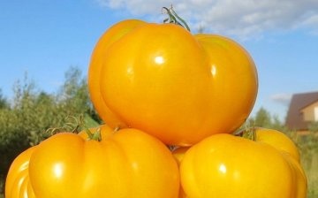 Zrela žuta rajčica