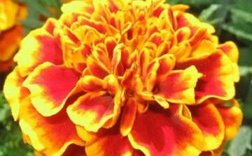 Blooming marigold