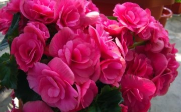 Begonia roz