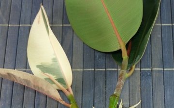 Zakořenění listů fíkusu
