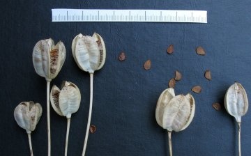 Tulip seeds