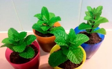 Growing mint