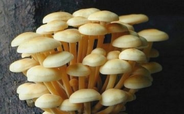Ciuperci de ciuperci