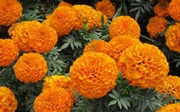 Blooming marigolds