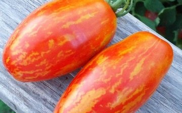 Ripe Tomatoes Spark of Flame