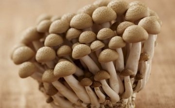 Shromážděné houby