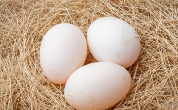 Odabir jaja za kokoš