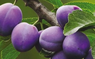 Purple plum