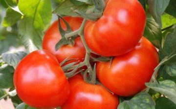 Tomatoes on the plot