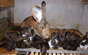 When to remove bunnies from a bunny