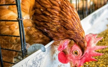 ما الذي يحدد النظام الغذائي للدجاج