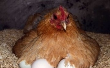 Tyúk keltet tojást