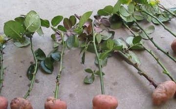 تجذير الورود في البطاطس