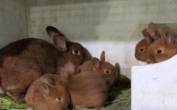 Rabbit with babies