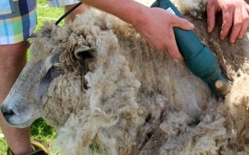 How rams are sheared