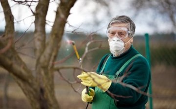 Treatment of trees in the fall from pests