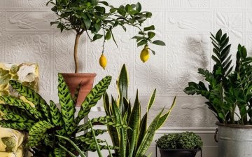 Plantele de apartament