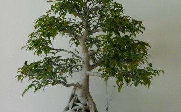 Ficus Benjamin Bonsai