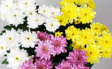 Crizanteme colorate