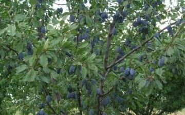 Fruiting plum tree