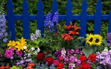 Frumoasă grădină de flori