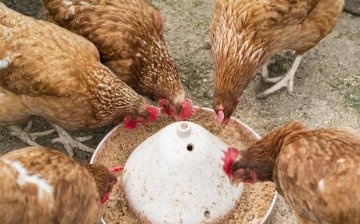 Cum se hrănesc găinile