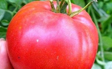 Tomato Cardinal