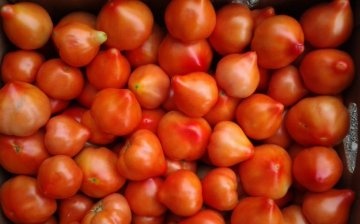 Berba rajčice