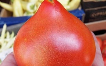 Tomato Diva