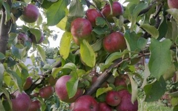 أصناف شجرة التفاح أورليك